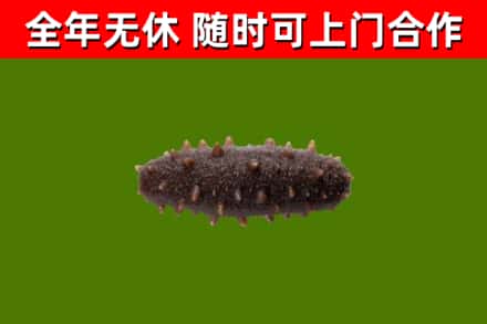 源城回收海参干